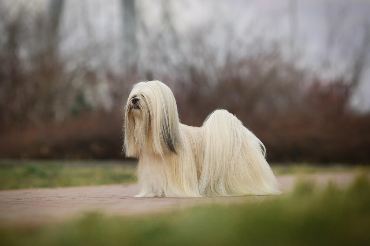 7 raças de cachorro pequenas e peludas 7-racas-de-cachorro-pequenas-e-peludas