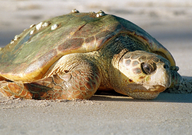 Ataques de cães ameaçam tartarugas marinhas em Sergipe ataques-de-caes-ameacam-tartarugas-marinhas-em-sergipe