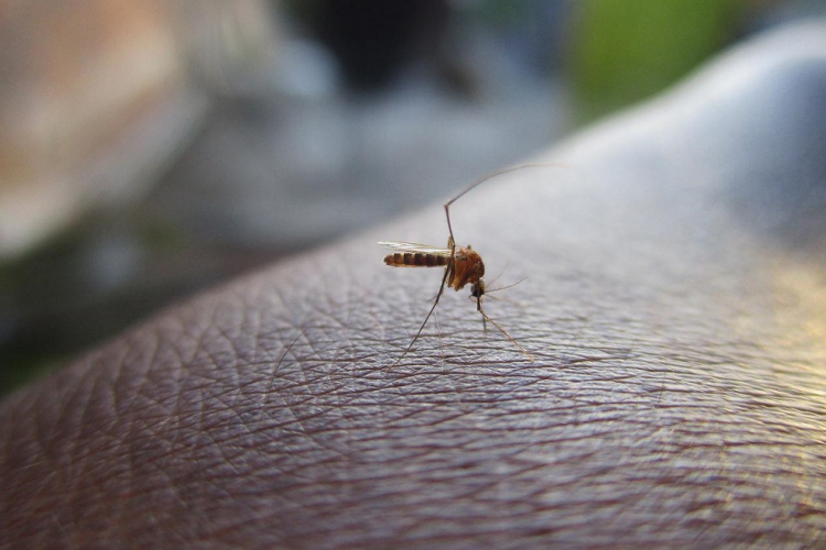 São Paulo se aproxima de 300 mil casos confirmados de dengue apenas em 2025 sao-paulo-se-aproxima-de-300-mil-casos-confirmados-de-dengue-apenas-em-2025
