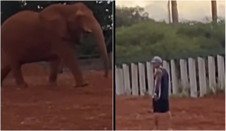 Homem invade espaço de elefante no Zoológico de Brasília homem-invade-espaco-de-elefante-no-zoologico-de-brasilia