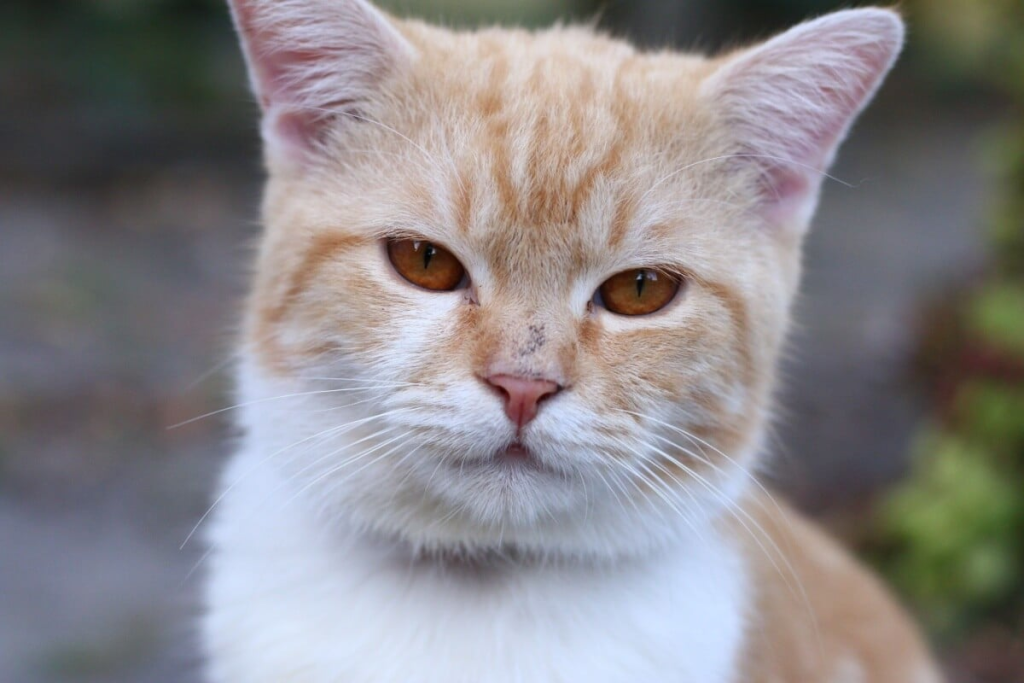 9 sinais de estresse em cães e gatos 9-sinais-de-estresse-em-caes-e-gatos