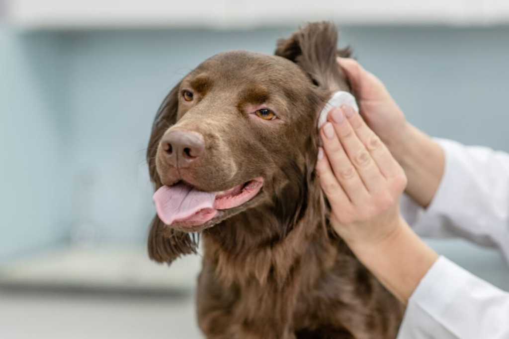 6 cuidados importantes com as orelhas de cães e gatos 6-cuidados-importantes-com-as-orelhas-de-caes-e-gatos