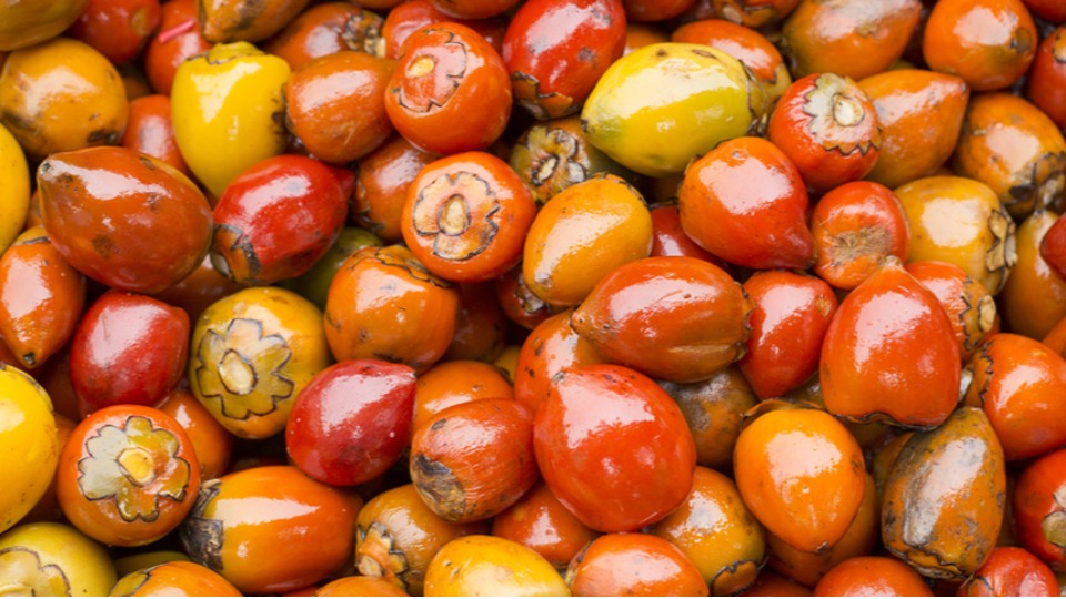 Iniciativa sustentável promete transformar a agroindústria da pupunha em Rondônia iniciativa-sustentavel-promete-transformar-a-agroindustria-da-pupunha-em-rondonia