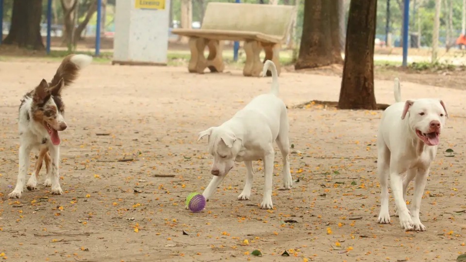Saiba como funciona o SinPatinhas, novo RG Animal para cães e gatos saiba-como-funciona-o-sinpatinhas,-novo-rg-animal-para-caes-e-gatos