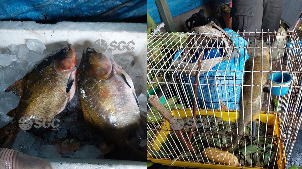 Polícia Ambiental apreende macaco em cativeiro e pescado irregular no rio Mamoré policia-ambiental-apreende-macaco-em-cativeiro-e-pescado-irregular-no-rio-mamore
