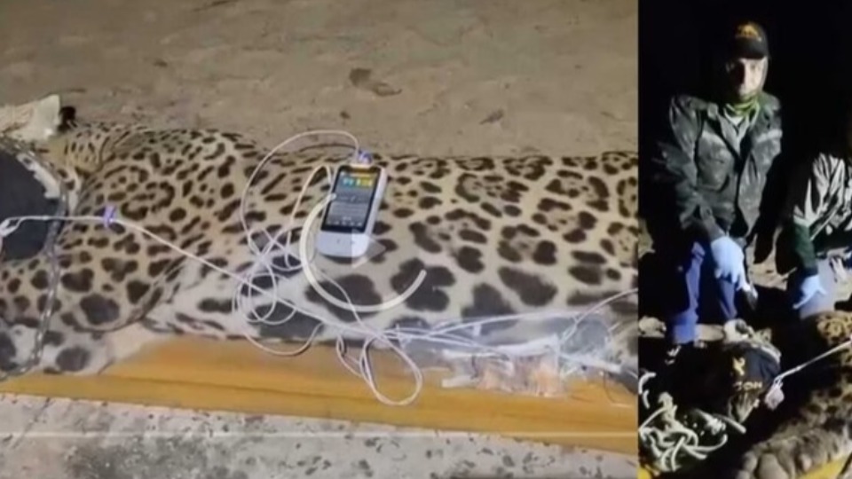 VÍDEO: Onça que devorou caseiro foi capturada video:-onca-que-devorou-caseiro-foi-capturada