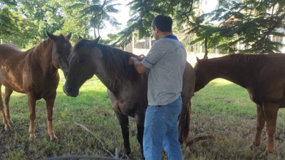 Medidas de controle e prevenção da raiva animal são intensificadas em Candeias do Jamari medidas-de-controle-e-prevencao-da-raiva-animal-sao-intensificadas-em-candeias-do-jamari