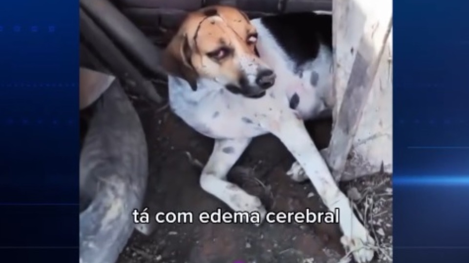 Veterinária comenta caso de maus-tratos a cadela agredida com marteladas em Ji-Paraná veterinaria-comenta-caso-de-maus-tratos-a-cadela-agredida-com-marteladas-em-ji-parana