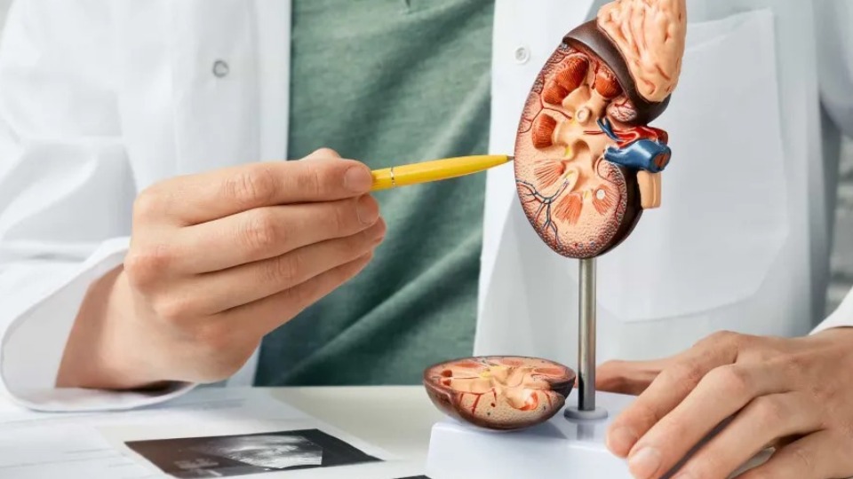 Cinco sinais silenciosos da doença renal crônica que não deve ignorar cinco-sinais-silenciosos-da-doenca-renal-cronica-que-nao-deve-ignorar