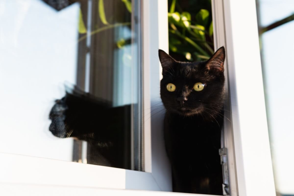 8 cuidados para o gato não sair de casa 8-cuidados-para-o-gato-nao-sair-de-casa