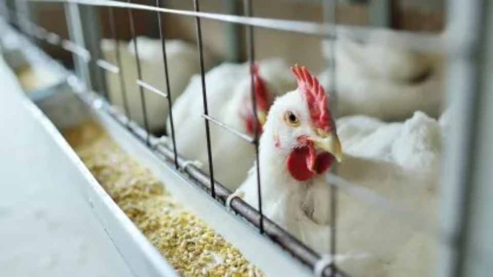 Governo vai suspender exportação de frango do RS para todos os países governo-vai-suspender-exportacao-de-frango-do-rs-para-todos-os-paises