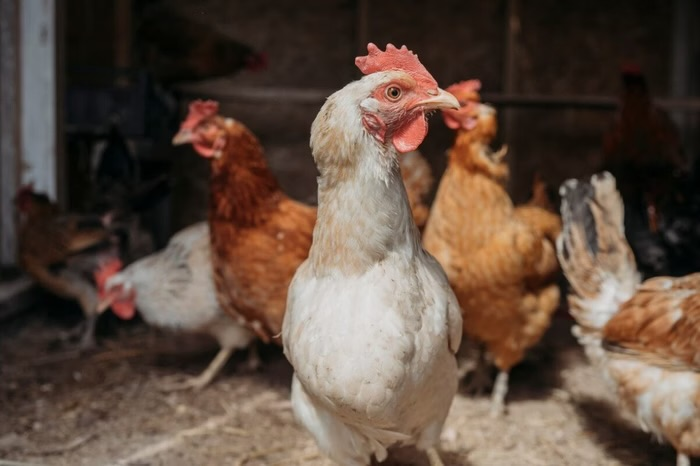 Após China e UE, Argentina suspende importações de frango do Brasil apos-china-e-ue,-argentina-suspende-importacoes-de-frango-do-brasil