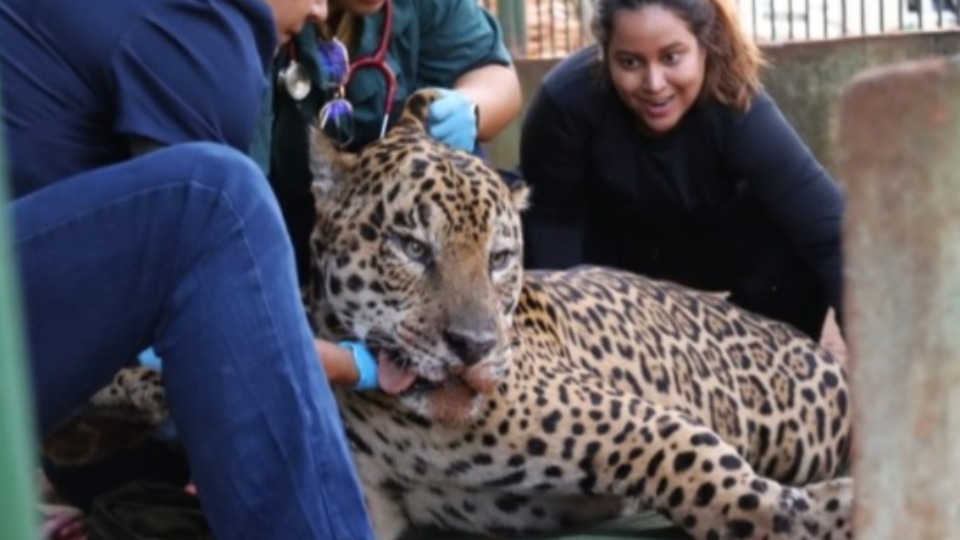 Saiba por que onça que devorou caseiro não pode voltar para a natureza saiba-por-que-onca-que-devorou-caseiro-nao-pode-voltar-para-a-natureza