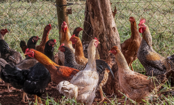 Brasil erradica surto de gripe aviária em granja do Rio Grande do Sul brasil-erradica-surto-de-gripe-aviaria-em-granja-do-rio-grande-do-sul