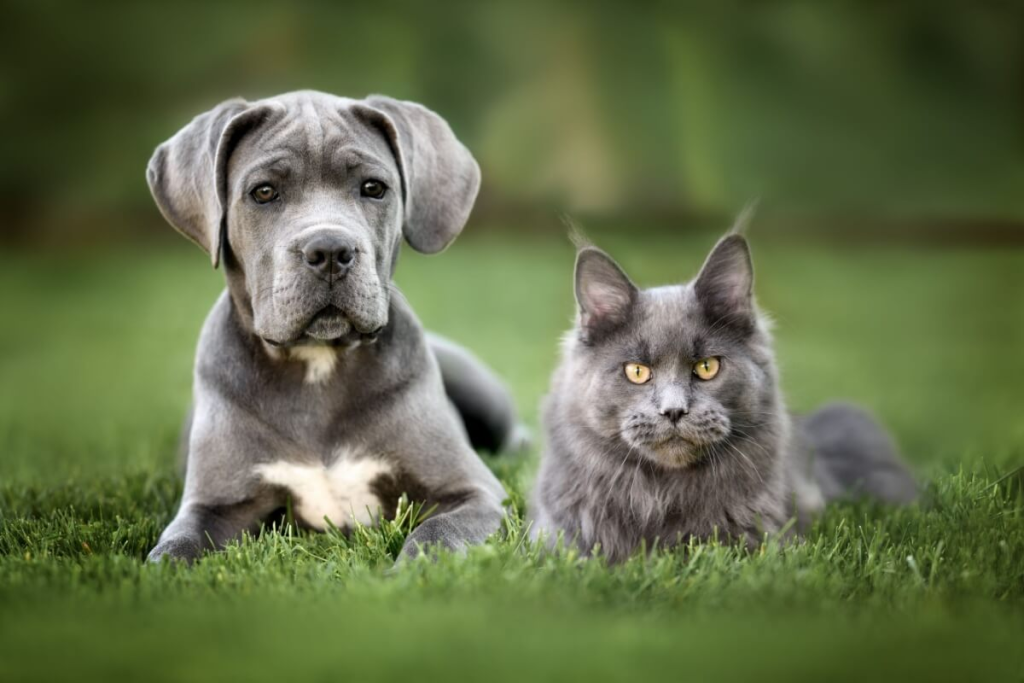 7-racas-de-gato-ideais-para-quem-tem-cachorro