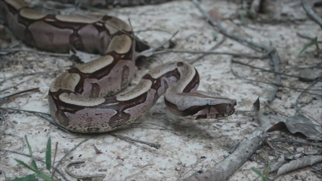 Conheça as serpentes mais venenosas da Amazônia conheca-as-serpentes-mais-venenosas-da-amazonia