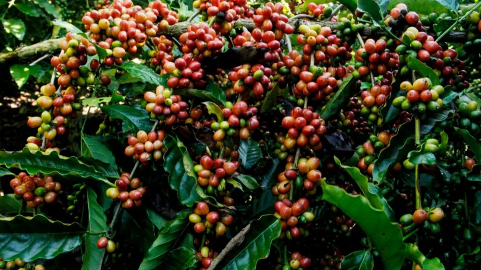 Rondônia mantém 2º lugar no Norte em valor bruto da produção agropecuária rondonia-mantem-2o-lugar-no-norte-em-valor-bruto-da-producao-agropecuaria