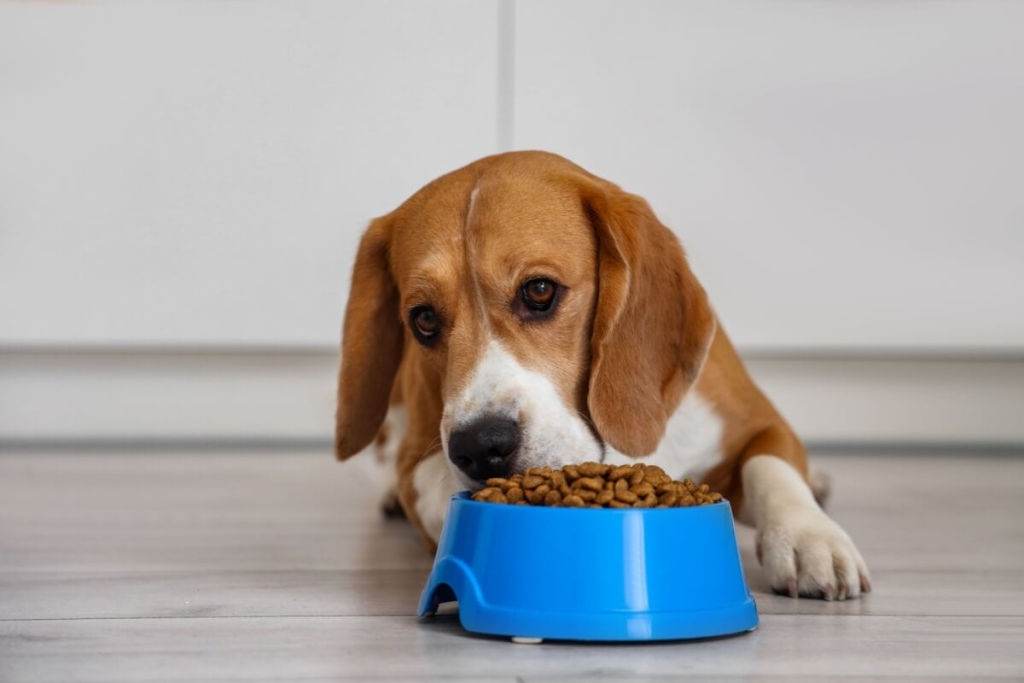 veja-como-trocar-a-comida-do-animal-de-forma-segura