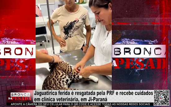 Jaguatirica ferida é resgatada pela PRF e recebe cuidados em clínica veterinária, em Ji Paraná jaguatirica-ferida-e-resgatada-pela-prf-e-recebe-cuidados-em-clinica-veterinaria,-em-ji-parana