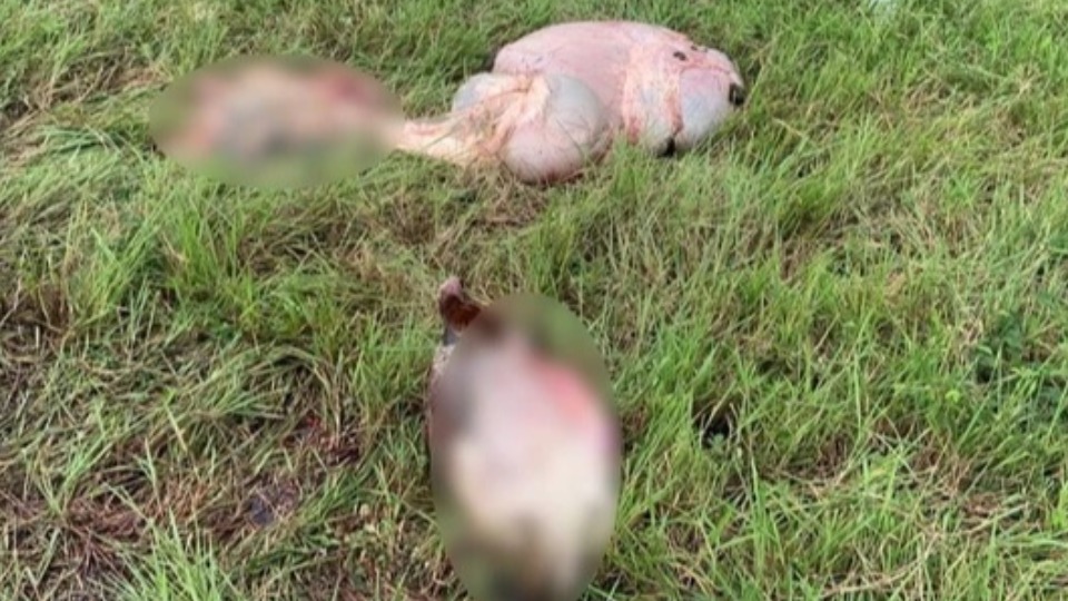 Sete bois são mortos e tem partes do corpo abandonadas após furto em fazenda sete-bois-sao-mortos-e-tem-partes-do-corpo-abandonadas-apos-furto-em-fazenda