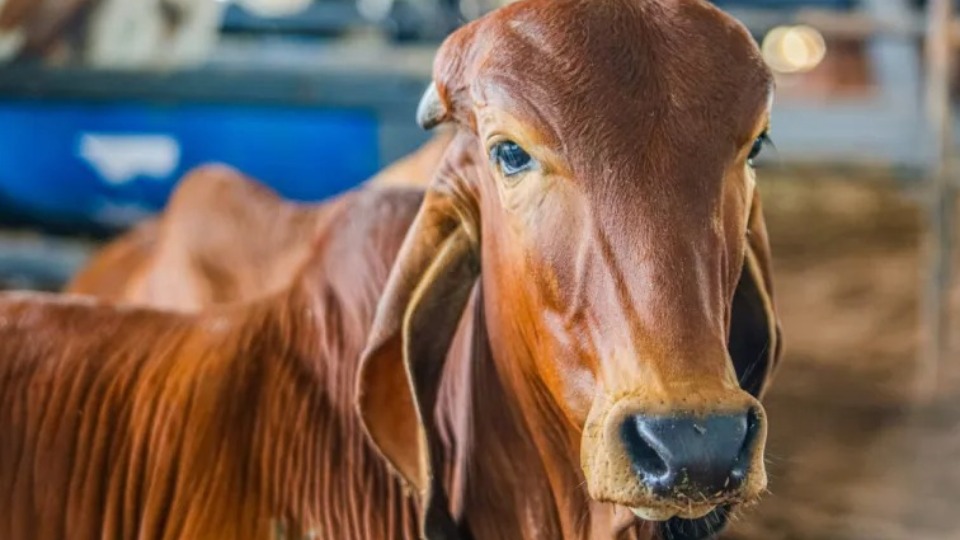 Rondônia segue entre os maiores exportadores de carne bovina do Brasil rondonia-segue-entre-os-maiores-exportadores-de-carne-bovina-do-brasil