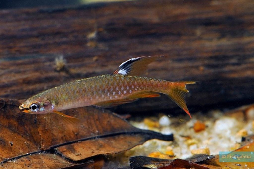 ‘copella-arnoldi’:-conheca-o-peixe-amazonico-que-poe-ovos-fora-da-agua