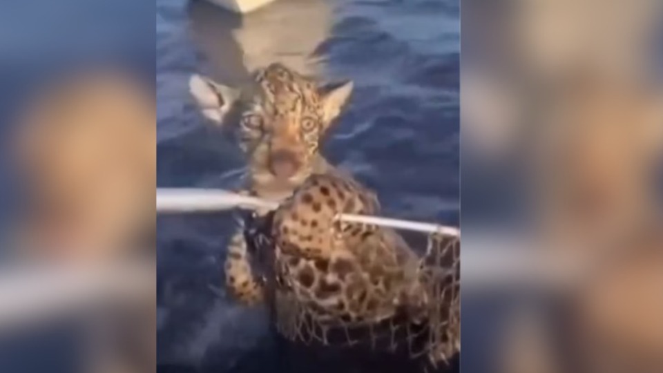 VÍDEO: pescador salva filhote de onça-pintada que se perdeu da mãe video:-pescador-salva-filhote-de-onca-pintada-que-se-perdeu-da-mae