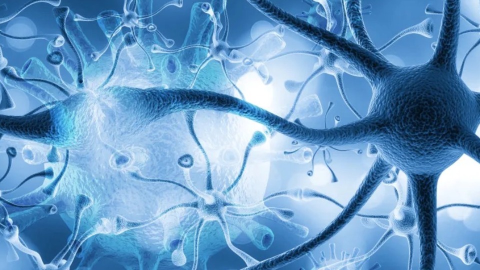 Infecção por parasita comum pode prejudicar seriamente a função cerebral infeccao-por-parasita-comum-pode-prejudicar-seriamente-a-funcao-cerebral