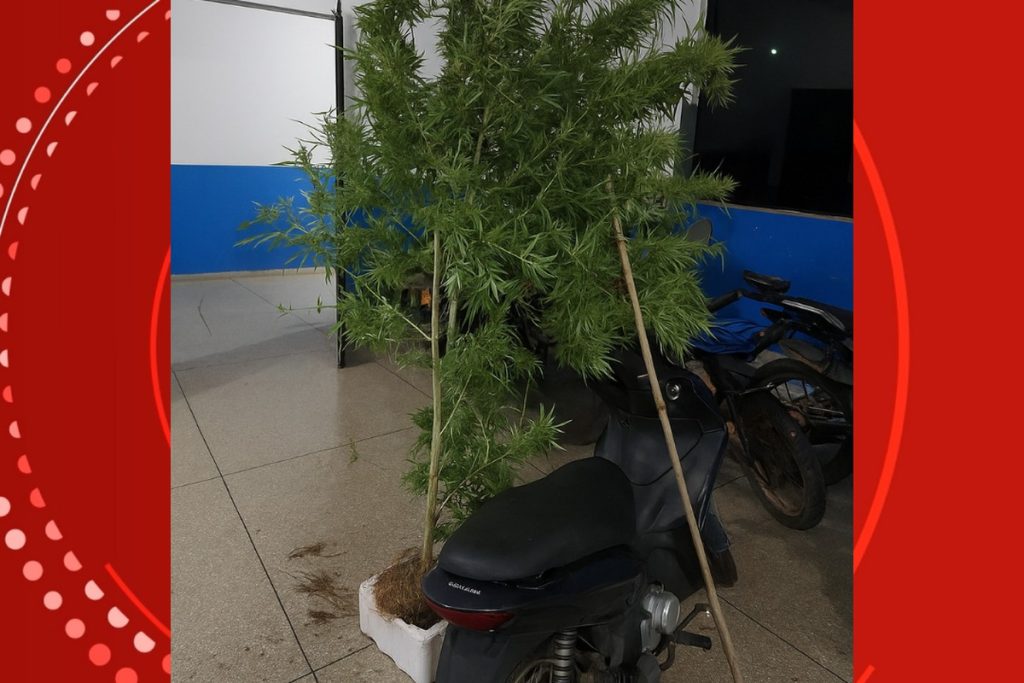 Homem é preso por cultivar pé de maconha de dois metros no quintal em RO homem-e-preso-por-cultivar-pe-de-maconha-de-dois-metros-no-quintal-em-ro