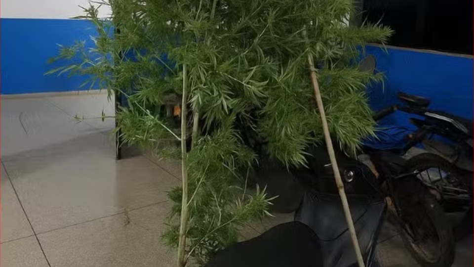 Vilhena: Homem é preso com drogas e pé de maconha no quintal de casa vilhena:-homem-e-preso-com-drogas-e-pe-de-maconha-no-quintal-de-casa