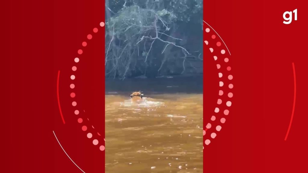 Onça-pintada é flagrada por turistas atravessando rio em RO onca-pintada-e-flagrada-por-turistas-atravessando-rio-em-ro