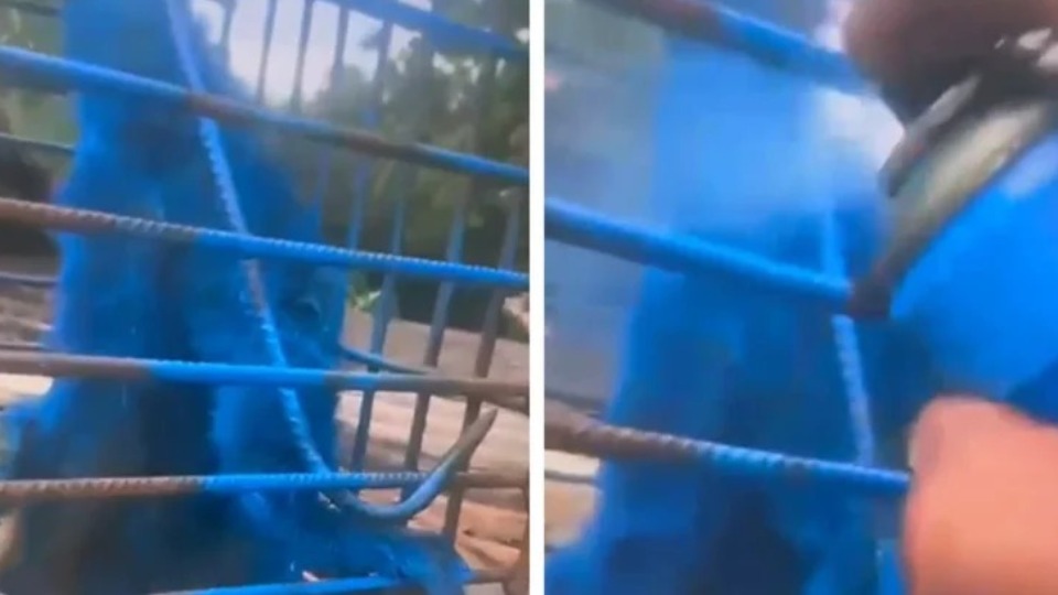 Homem é multado em mais de R$ 19 mil após pintar macaco de azul com spray homem-e-multado-em-mais-de-r$-19-mil-apos-pintar-macaco-de-azul-com-spray