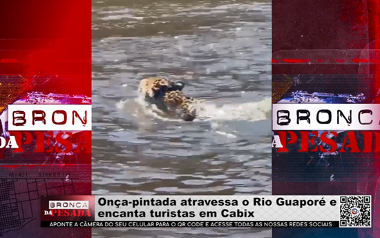 Onça pintada atravessa o rio Guaporé e encanta turistas em Cabix onca-pintada-atravessa-o-rio-guapore-e-encanta-turistas-em-cabix
