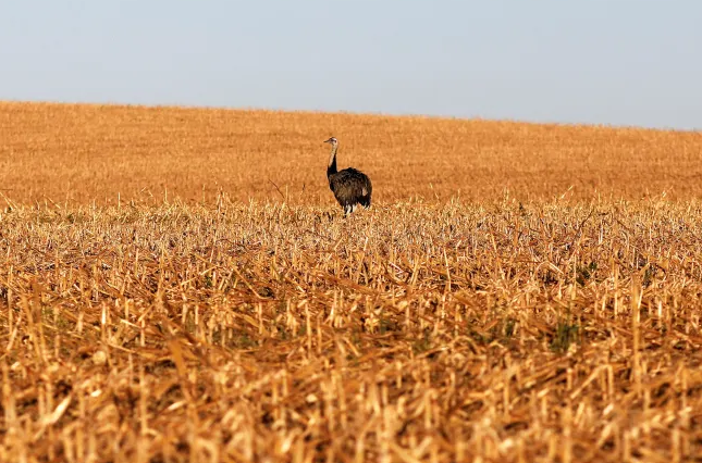 Em meio a críticas do agro, governo lança Plano Safra com crédito mais caro em-meio-a-criticas-do-agro,-governo-lanca-plano-safra-com-credito-mais-caro