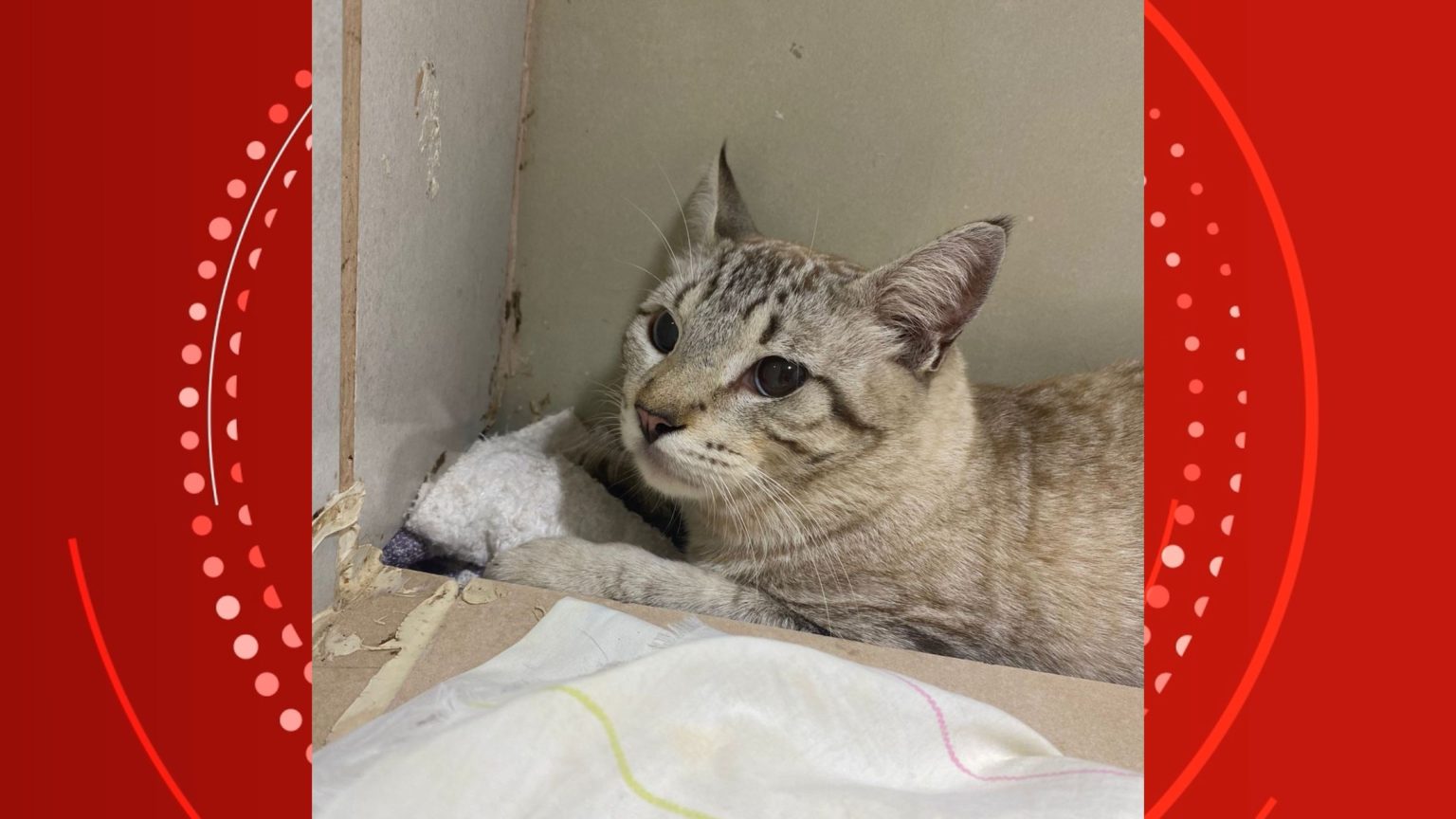 Gato é baleado com arma de pressão e fica com projétil alojado na pata em Porto Velho gato-e-baleado-com-arma-de-pressao-e-fica-com-projetil-alojado-na-pata-em-porto-velho