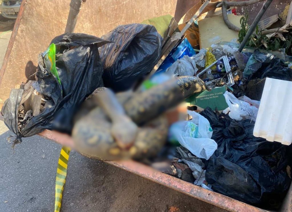 video:-sucuri-e-encontrada-morta-dentro-de-cacamba-de-entulho-em-porto-velho