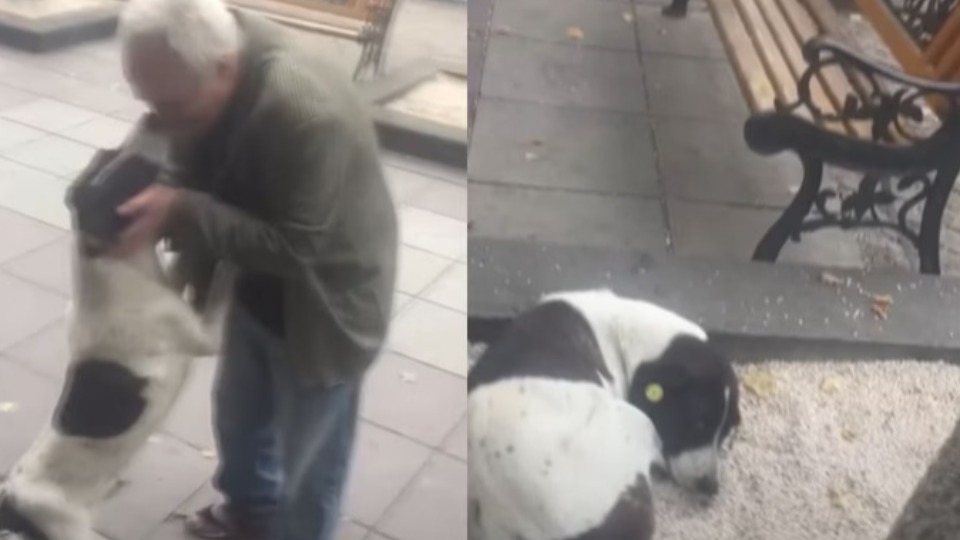 FINAL FELIZ! Tutor reencontra cachorro desaparecido após 3 anos de busca incansável final-feliz!-tutor-reencontra-cachorro-desaparecido-apos-3-anos-de-busca-incansavel