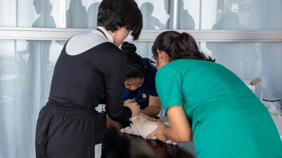 Porto Velho terá primeira clínica de bem-estar animal da região Norte porto-velho-tera-primeira-clinica-de-bem-estar-animal-da-regiao-norte