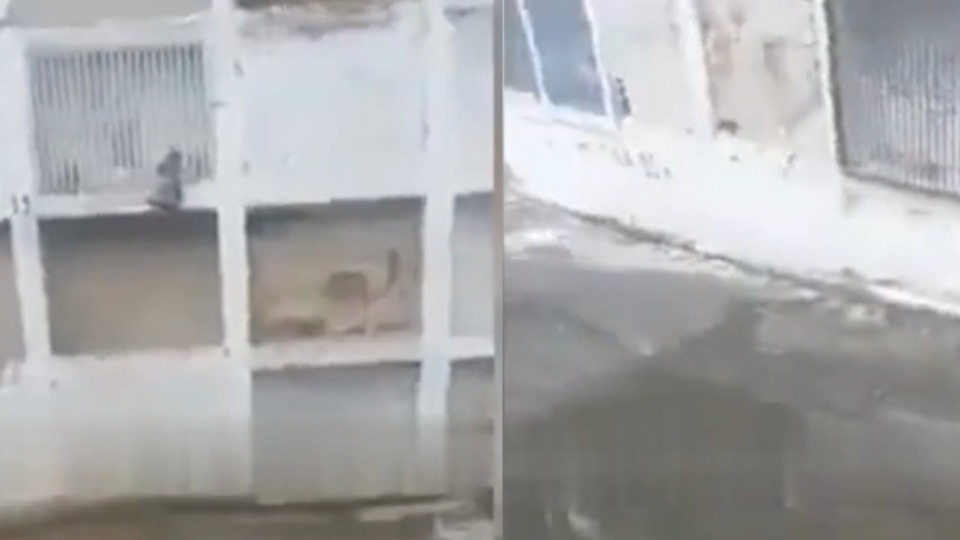 VÍDEO: Veja momento em que coveiro encontra cadáver de mulher em pé e fora do túmulo video:-veja-momento-em-que-coveiro-encontra-cadaver-de-mulher-em-pe-e-fora-do-tumulo