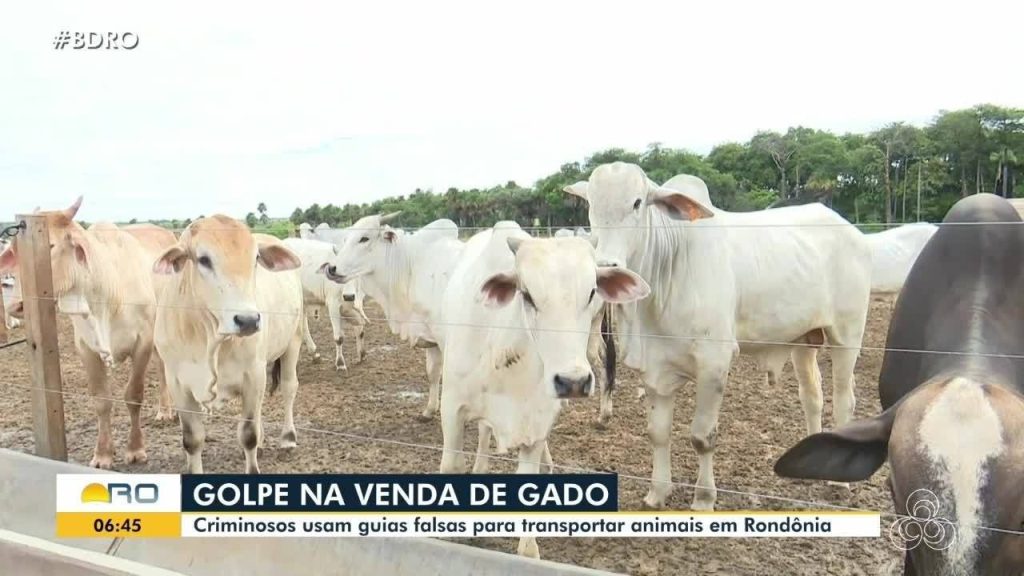 Homem que se passava por pastor e aplicava golpes na compra de gado é condenado em RO homem-que-se-passava-por-pastor-e-aplicava-golpes-na-compra-de-gado-e-condenado-em-ro