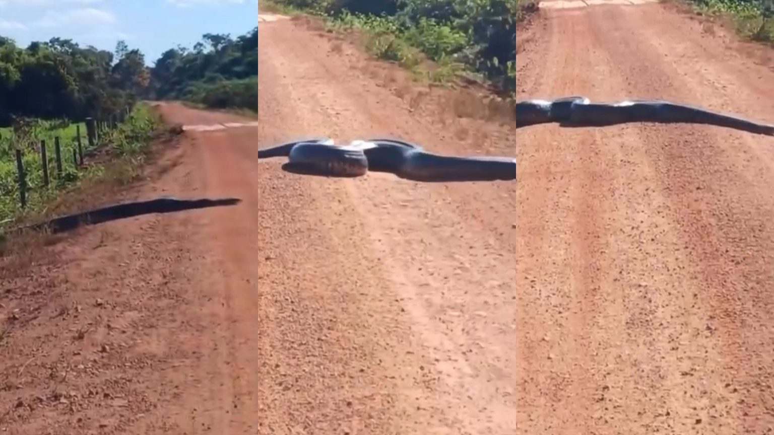 video:-sucuri-gigante-e-flagrada-atravessando-estrada-em-ro