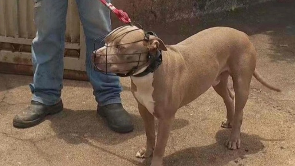 Adolescente grávida é atacada por pitbull que pulou portão adolescente-gravida-e-atacada-por-pitbull-que-pulou-portao