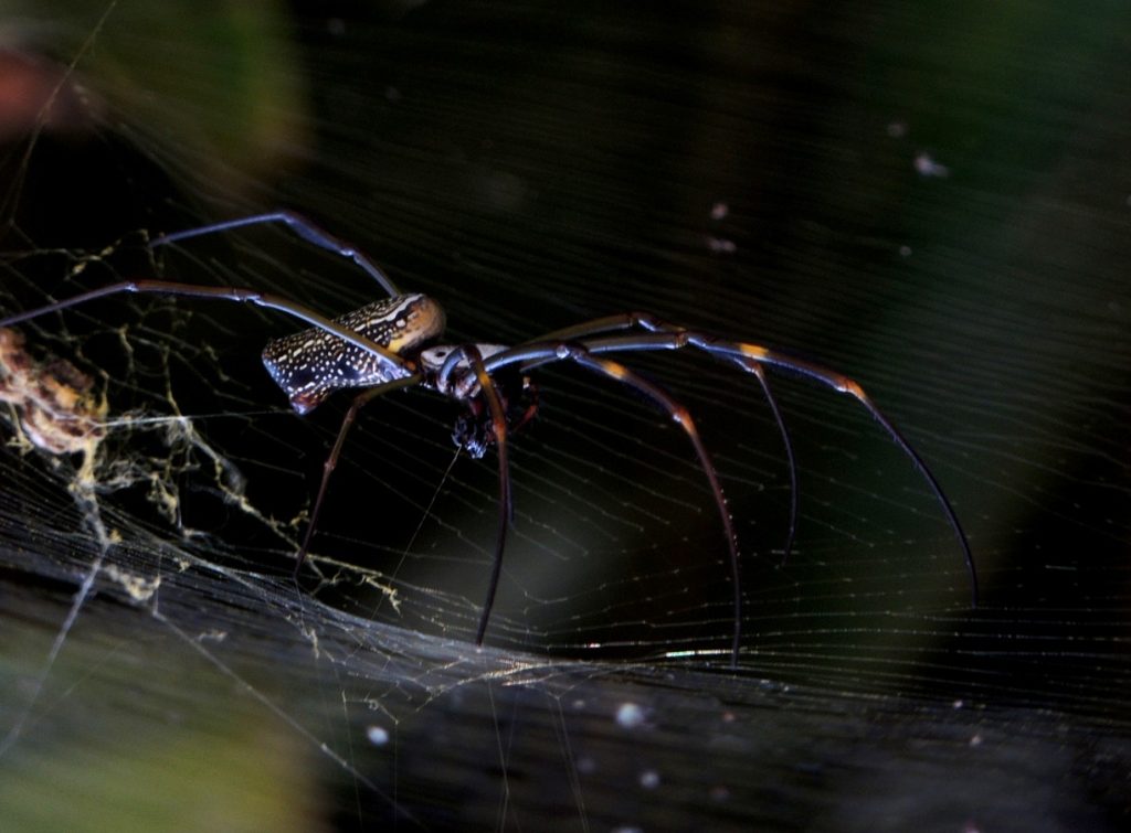Conheça a aranha da Amazônia que tem teia dourada como joia e resistente como aço conheca-a-aranha-da-amazonia-que-tem-teia-dourada-como-joia-e-resistente-como-aco