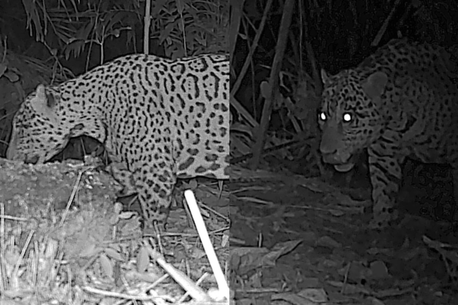 onca-pintada-e-fotografada-em-area-de-restauracao-ecologica-em-porto-velho