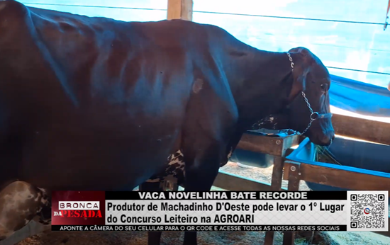 Vaca Novelinha Bate Recorde: Produtor de Machadinho do Oeste Pode Levar 1º Lugar em Concurso vaca-novelinha-bate-recorde:-produtor-de-machadinho-do-oeste-pode-levar-1o-lugar-em-concurso