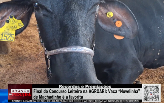 Final do Concurso Leiteiro na AGROARI Vaca Novelinha de Machadinho é a favorita final-do-concurso-leiteiro-na-agroari-vaca-novelinha-de-machadinho-e-a-favorita
