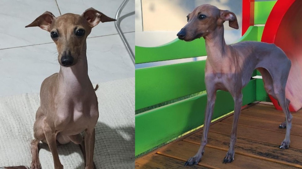 AJUDA: Família busca por cachorra desaparecida em Porto Velho ajuda:-familia-busca-por-cachorra-desaparecida-em-porto-velho