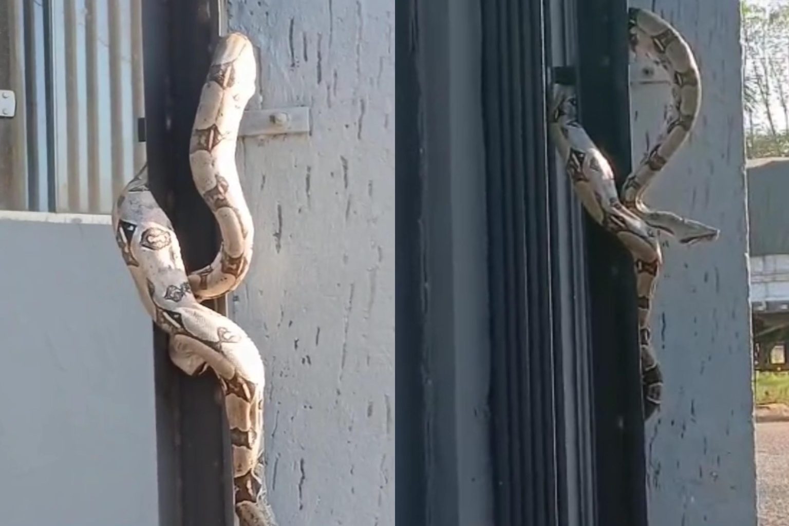 VÍDEO: Jiboia faz 'visita' a condomínio em Porto Velho video:-jiboia-faz-'visita'-a-condominio-em-porto-velho