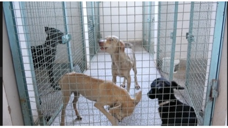 SGC TV: Leishmaniose visceral canina é detectada no bairro Flamboyant em Porto Velho sgc-tv:-leishmaniose-visceral-canina-e-detectada-no-bairro-flamboyant-em-porto-velho
