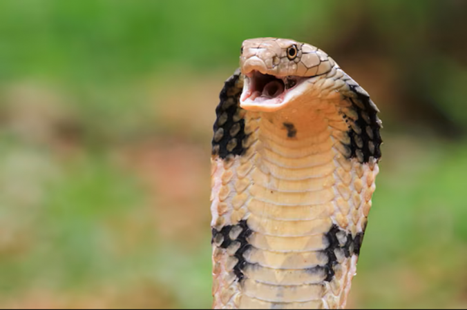 Bebê de um ano mata cobra a mordidas na Índia após réptil se enrolar em suas mãos bebe-de-um-ano-mata-cobra-a-mordidas-na-india-apos-reptil-se-enrolar-em-suas-maos